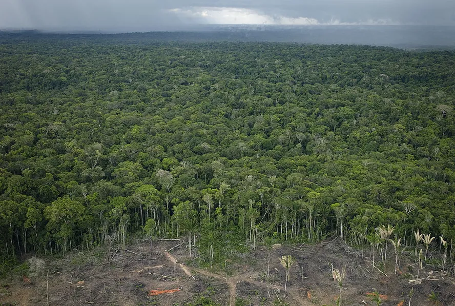 Desmatamento na Amazônia não gera desenvolvimento, aponta IPS 2026